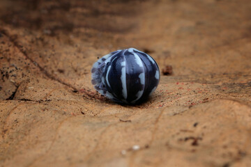 Cubaris panda king isopod closeup on wood, Cubaris panda isopod closeup, Isopod form small balls on dry leaves