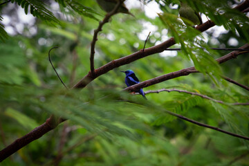Bird of Costa rica