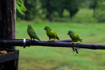 queue of parrots, Costa Rica