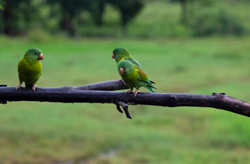 Green parrots, costa rica