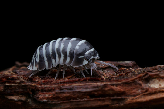 Zebra isopod "Armadillidium maculatum" closeup, Zebra isopod closeup