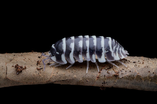 Zebra isopod "Armadillidium maculatum" closeup, Zebra isopod closeup