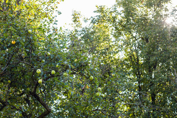 Apple tree with fresh green leaves and ripe light green fruits on a left side of a picture and blurry foliage with a sun rays as a background. Agriculture, garden in a harvest season