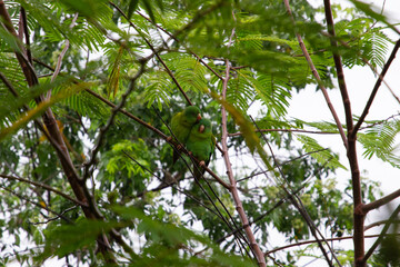 Couple parrots in love, Costa rica