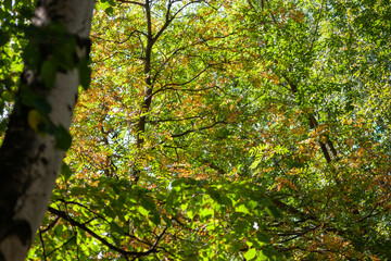Fototapeta premium Green leaves of diffeernt trees in a sunlight with birch trunk in the foreground. Nature summer forest background