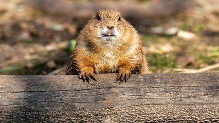 Close-up portrait of a prairie dog making eye contact sitting behind a log