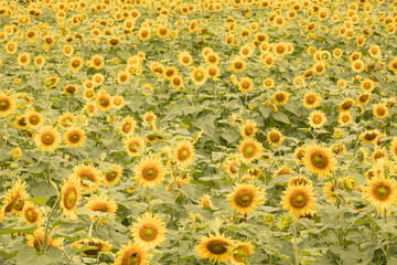 campo girassóis amarelo brasil verão primavera flor flores
