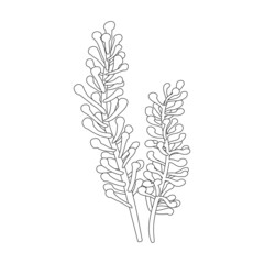 Seaweed vector icon.Outline vector icon isolated on white background seaweed.