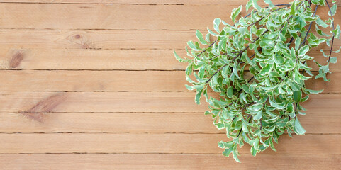 Creative flat top view, green tropical branches on black background. Minimal tropical beauty spa concept. Place for text