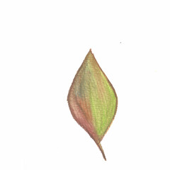 leaf autumn old colorful illustration