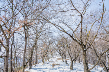 Fototapeta premium 雪の弘法山古墳