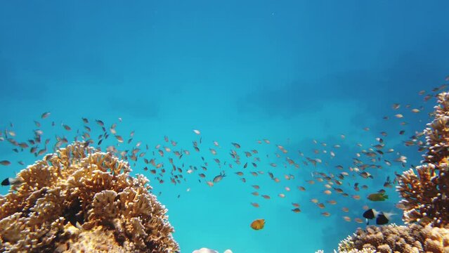 schools of fish. underwater coral reef. countless different colorful, exotic, reef fish swim in sea blue water and shine under sun rays. Underwater life in the ocean or sea. amazing seascape.