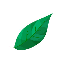 Green leaf in cartoon style. Plant leaf for decoration. Vector illustration isolated on white background.