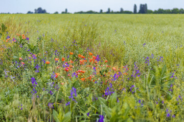 Wild poppies Papaver rhoeas and Forking larkspur Consolida regalis blooming in summer field in sunny day - selective focus