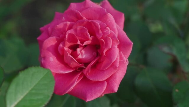 Garden rose pink. Close-up of pink rose on green background