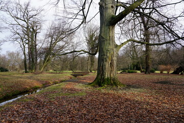 Grosse Platane im Schlosspark Altdöbern