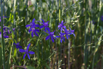 Forking larkspur, Consolida regalis or Wild Delphinium blue flowers, shallow depth of field