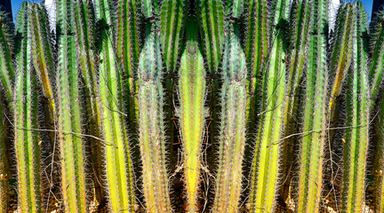 Abstract texture of green cereus