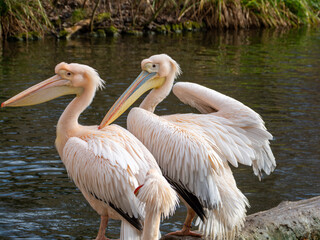 Pelikan putzt Federn von Weibchen
