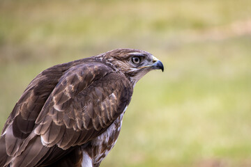 Hawk Eagle in South Africa