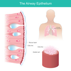 The Airway Epithelium. Human airway epithelial cells respond to environmental differential. 
 - obrazy, fototapety, plakaty