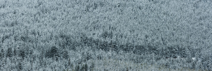 Schneebedeckter Tannenwald  im Rhodopen Gebirge in Bulgarien