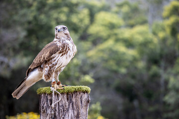 Hawk Eagle in South Africa