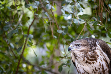 Hawk Eagle in South Africa