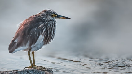 Indian Pond Heron