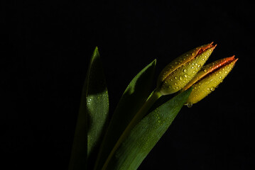 Den helder, the Netherlands. January 2022. Red tulip against a black background.