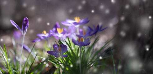 Blooming crocuses in the snow on a dark abstract background