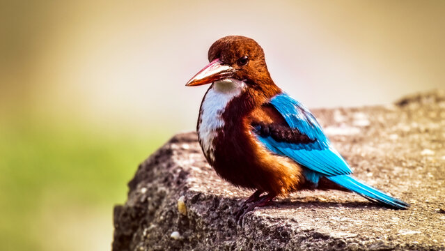 White Throated Kingfisher