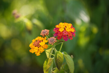 lantana with small petals and various colors.