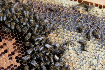 FU 2020-10-31 BienenHelmut 70 Bienen sind bei verdeckelten Bienenwaben