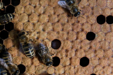 FU 2020-10-31 BienenHelmut 78 Zwischen verdeckelten Bienenwaben sind offene Zellen