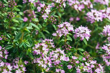 Lemon thyme flowers in garden