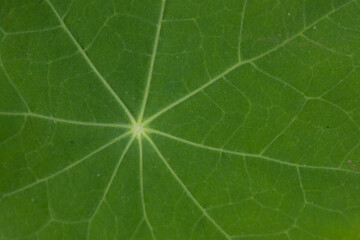 Flat lay top image of Green round leaf with veins in a garden 
