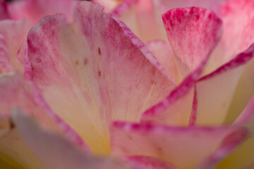 Close up of an pink rose flower with petals blooming as a texture and background
