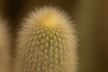 A macro image with selective focus of thorns on a cactus with very shallow depth of field
