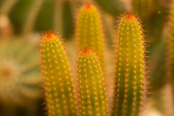 Selective focus macro image of green cactus with yellow thorns and red flower