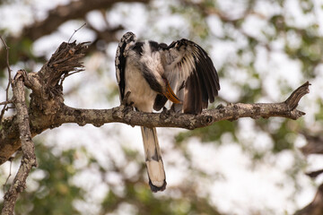 Calao leucomèle,.Tockus leucomelas, Southern Yellow billed Hornbill