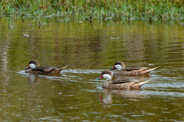 Canard des Bahamas,.Anas bahamensis, White cheeked Pintail, Réserve naturelle, Ile de Saint Martin, Petite Antilles