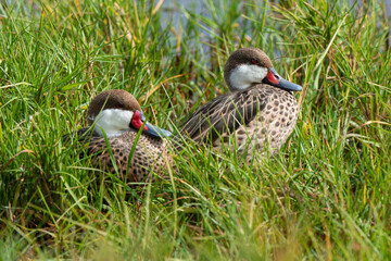 Canard des Bahamas,.Anas bahamensis, White cheeked Pintail, Réserve naturelle, Ile de Saint Martin, Petite Antilles