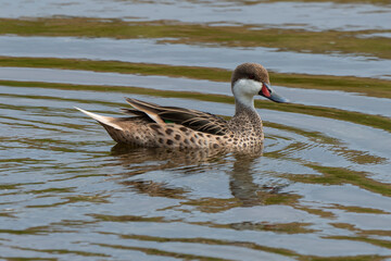 Canard des Bahamas,.Anas bahamensis, White cheeked Pintail, Réserve naturelle, Ile de Saint Martin, Petite Antilles