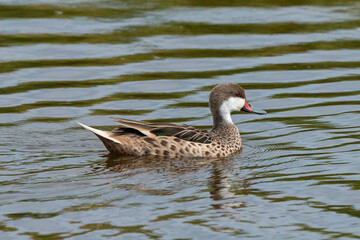 Canard des Bahamas,.Anas bahamensis, White cheeked Pintail, Réserve naturelle, Ile de Saint Martin, Petite Antilles