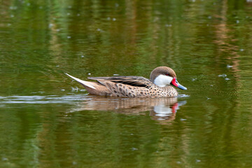 Canard des Bahamas,.Anas bahamensis, White cheeked Pintail, Réserve naturelle, Ile de Saint Martin, Petite Antilles