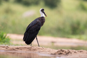 Cigogne épiscopale,.Ciconia episcopus, Woolly necked Stork