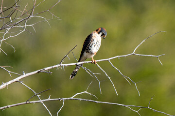 Crécerelle d'Amérique,.Falco sparverius, American Kestrel