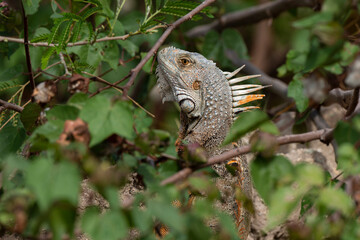 Iguane vert , Iguane commun, Iguana iguana