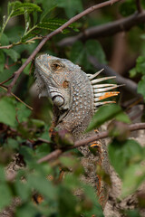 Iguane vert , Iguane commun, Iguana iguana